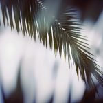 Palm Holy Week 2